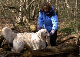 retriever in the forest