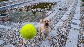 playful dog with tennis ball