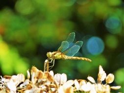 green Dragonfly on plant, bokeh background
