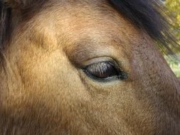 closeup view of horse's eyes