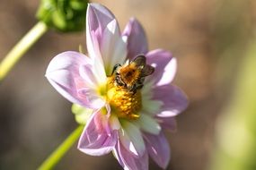 bee pollinating dahlia hortensis