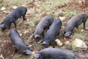 grazing brown pigs