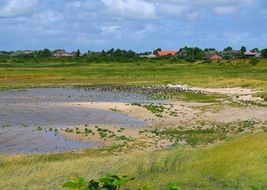 meadow in Borkum, Germany