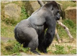 photo of gorilla at the zoo in Holland