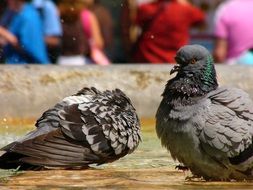 Pigeons in Rome,Italy