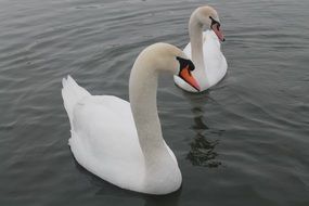 couple of graceful white swans