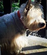 beautiful and cute Terrier