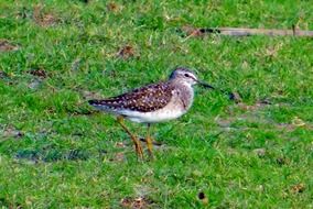 Wood Sandpiper bird on the lawn