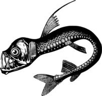 Black and white drawing of the saber-toothed fish