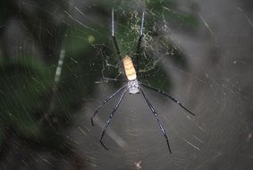 astounding Spider