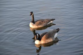 two canada Geese on Water