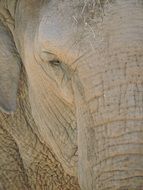 Portrait of african elephant