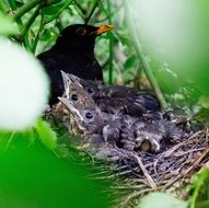 nest with chicks in blurred background