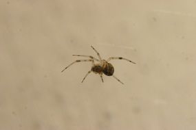 delightful Spider