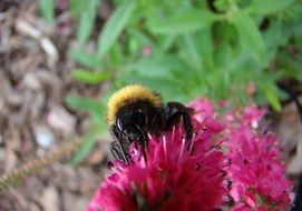 bumblebee on the pink flower in summer