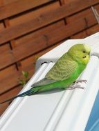 green parrot on the window