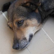 dog head lying on the floor close-up