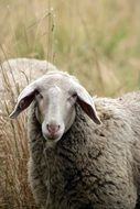 Wool Mammals