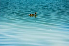 distant view of a brown duck on a lake