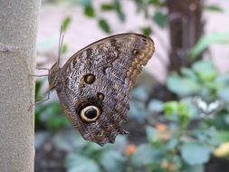 Zoo Butterfly