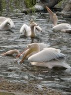 white Pelicans, Birds Feeding on Water