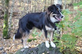 shepherd dog on a stone in a forest in Australia