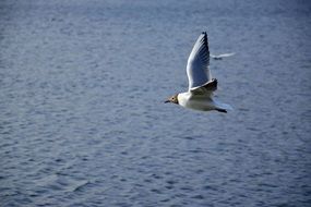 seagull flying over the sea