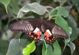 black and red butterfly in wildlife