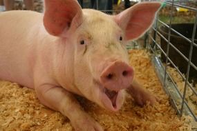 pig in sawdust