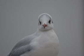 portrait of a cute seagull on a gray background