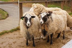 fluffy sheep on the farm