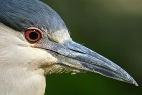 bird closeup