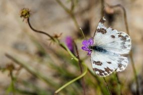 white and brown butterfly in summer