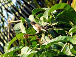 Chiffchaff Chiff on a green bush on a sunny day
