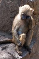 Monkey Animal in Zoo