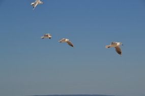 seaGulls in flight