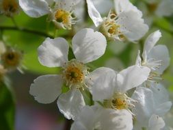 Picture of Bird-Cherry Tree flowers