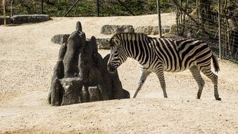 zebra walking along the road near the stones