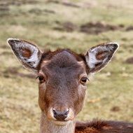 deer closeup