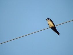 Black and white bird on the wire