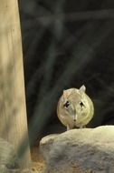 Elephant Mouse
