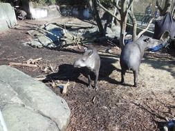Picture of Lowland Tapir in the zoo