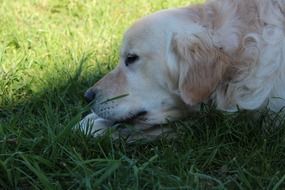 young dog lies on green grass