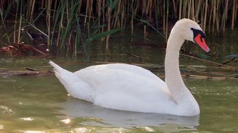 gorgeous white Swan in Water portrait