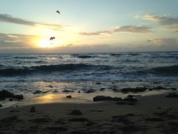 Birds above Beach at stormy weather, Puerto Rico