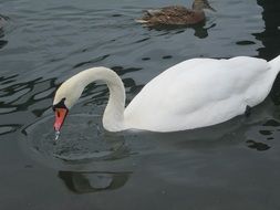 white snow swan drinks from the lake