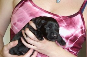 cute black sleeping puppy in her arms