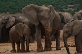 Elephant family with babies in wild, africa