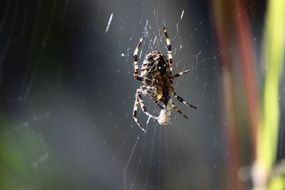 Macro Picture of Spider on a cobweb