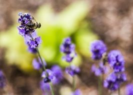 Macro photo of insect on a flower on a blurred background